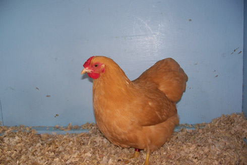 Buff pullet 08 Buff pullet 08